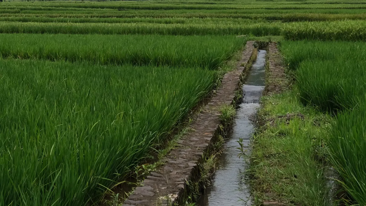 Irrigation water source and capacity planning — The Complete Guide Rice field with irrigation canal